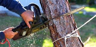 Best Tree Maintenance Programs  in Dallas, TX