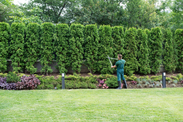 Lawn Watering Services in Dallas, TX