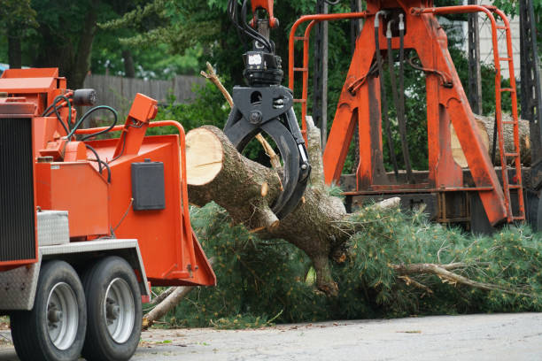 Professional  Tree Services in Dallas, TX